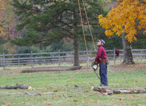 About Peters Todds Tree Services