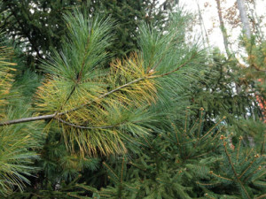 Close up of an evergreen branch with yellow needles