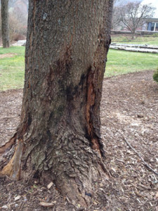 Sugar maple with root rot
