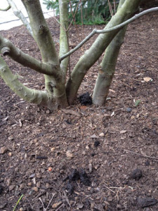 Kousa dogwood planted too deeply. The point where all limbs are attached to the main stem should be visible above ground. The Air Spade is used to dig around the tree to expose the trunk flare without the worry of damage from mechanical tools.