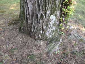 Sugar maple with girdling roots. Unfortunately, these roots have been girdling for so long that they are too large to cut. They will need to be left and the tree will slowly decline as it becomes more girdled over time.