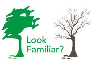 Protect Your Ash Trees
