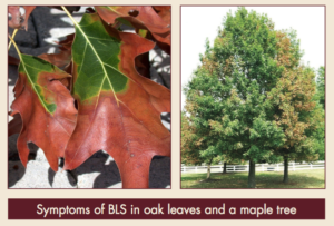 Bacterial Leaf Scorch