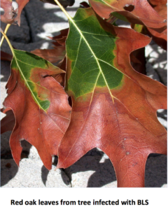 ed oak leaves from tree infected with BLS