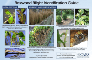 Boxwood Blight