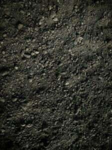 Healthy Soil is Key for Healthy Trees