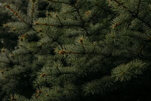 Property Management Services for your Tree Care from Peters Todd's Tree Care