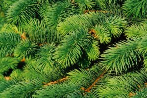 Property Management Services for your Tree Care from Peters Todd's Tree Care