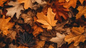 Fall Leaves, a background to Peters Todd's Story