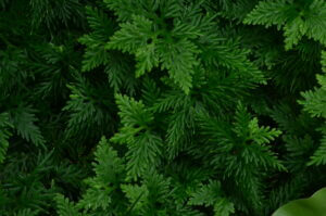 Our most frequently asked questions - a background of arborvitae branches