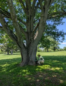 Checking the health of an old oak tree