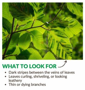 Beech Leaf Disease, what to look for