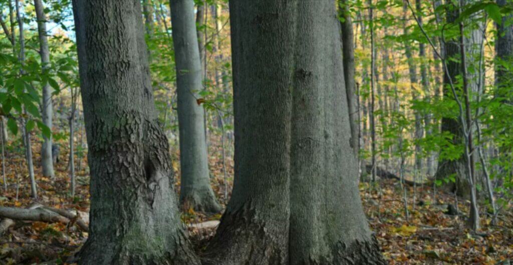 Beech tree trunks in a forest
