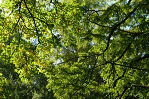 Tree leaves looking up